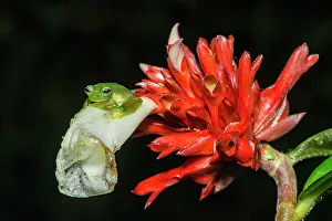 Biodiversity Prints: Spiny Glass Frog (Teratohyla spinosa. Captive, Frogs Heaven, Limon, Costa Rica)