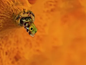 Bahamas Prints: Spinyhead Blenny (Acanthemblemaria spinosa)