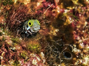 Chaenopsidae Prints: Spinyhead Blenny (Acanthemblemaria spinosa)