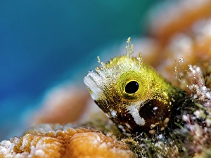 Chaenopsidae Prints: Spinyhead Blenny (Acanthemblemaria spinosa)