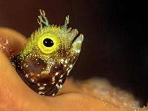 Chaenopsidae Prints: Spinyhead Blenny (Acanthemblemaria spinosa)