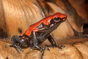 Captive Bred Prints: Splashback Poison Frog (Adelobates galactonotus) - captive bred