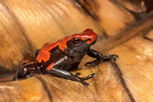 Captive Bred Prints: Splashback Poison Frog (Adelobates galactonotus) - captive bred