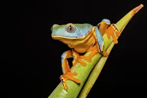Frogs Of South America Prints: Splendid Leaf Frog (Cruziohyla calcarifer) - captive bred, Ontario, Canada