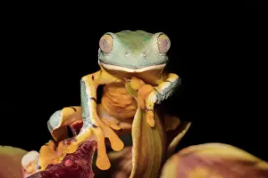 Frogs Of South America Prints: Splendid Leaf Frog (Cruziohyla calcarifer) - captive bred, Ontario, Canada