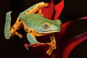Frogs Of South America Prints: Splendid Leaf Frog (Cruziohyla calcarifer) - captive bred, Ontario, Canada