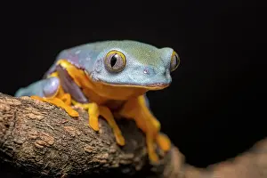 Frogs Of South America Prints: Splendid Leaf Frog (Cruziohyla craspedopus) - captive bred