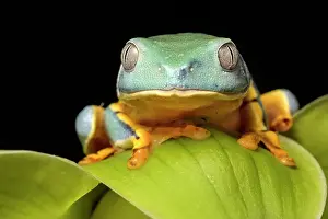 Captive Bred Prints: Splendid Leaf Frog (Cruziohyla craspedopus) - captive bred
