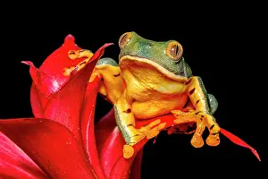 Captive Bred Prints: Splendid Leaf Frog (Cruziohyla craspedopus) - captive bred