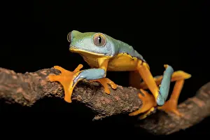 Captive Bred Prints: Splendid Leaf Frog (Cruziohyla craspedopus) - captive bred