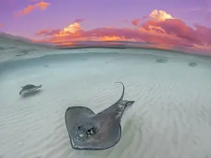 Stingray Prints: Split image of Southern Stingray (Hypanus americanus) at Stingray City in North Sound at sunset