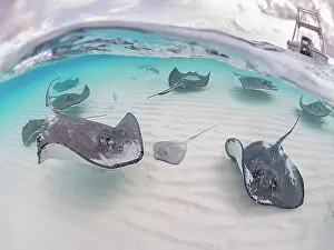 Stingray Prints: Split images of Southern Stingray (Hypanus americanus) at Stingray City in North Sound