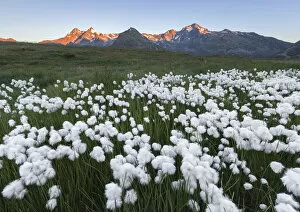 North Italy Collection: Spluga valley peaks with blooming Cottongrass flowers (Eriophorum), Montespluga, Madesimo