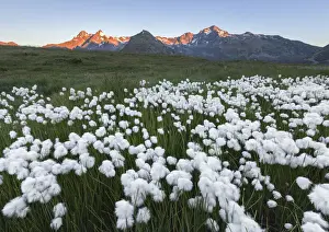 Bloom Prints: Spluga valley peaks with blooming Cottongrass flowers (Eriophorum), Montespluga, Madesimo