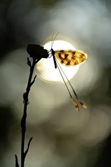 Invertebrate Prints: Spoonwing lacewing (Nemoptera sinuata), Rhodope Mountains, Bulgaria, May 2025