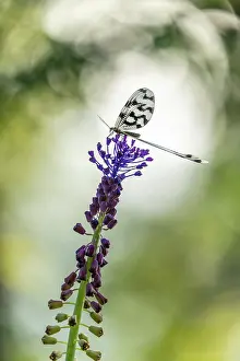 Invertebrate Prints: Spoonwing lacewing (Nemoptera sinuata), Rhodope Mountains, Bulgaria, May 2025