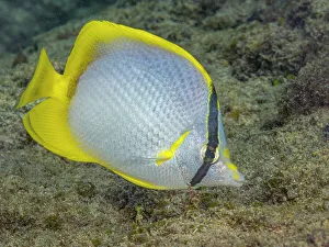 Bahamas Prints: Spotfin Butterflyfish (Chaetodon ocellatus)