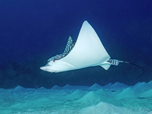 Tropical Fish Prints: Spotted Eagle Ray (Aetobatus narinari), Grand Cayman, Cayman Islands, British West Indies