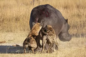 Images Dated 17th June 2020: Spotted Hyena attacking a hippo, Okavango Delta, Botswana