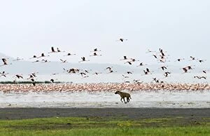 Animal Behaviour Collection: A spotted hyena chases lesser flamingos on the shoreline of Lake Nakuru, Kenya