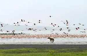 Animal Behaviour Prints: A spotted hyena chases lesser flamingos on the shoreline of Lake Nakuru, Kenya