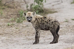 Spotted Hyena (Crocuta crocuta), juvenile, Savuti, Chobe National Park, Botswana, Africa