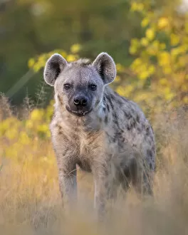 Images Dated 17th June 2020: Spotted Hyena, Moremi Game Reserve, Okavango Delta, Botswana