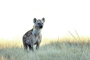 Hyena Prints: Spotted Hyena, Okavango Delta, Botswana