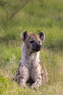 Hyena Prints: Spotted Hyena, Okavango Delta, Moremi Game Reserve, Botswana