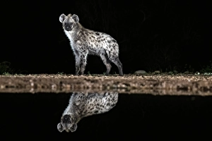 Spotted hyena reflected in floodlit watering hole, Zimanga Private Game Reserve, Natal, South Africa