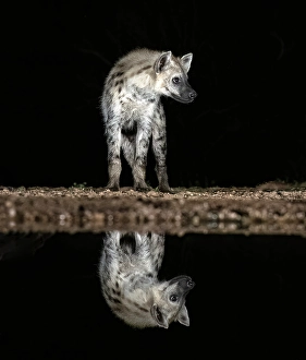 Mammals Prints: Spotted hyena reflected in floodlit watering hole