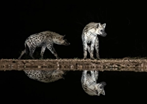Natal Prints: Spotted hyena reflected in floodlit watering hole