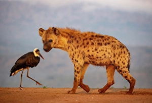 Natal Prints: Spotted hyena, Zimanga Private Game Reserve, Natal, South Africa