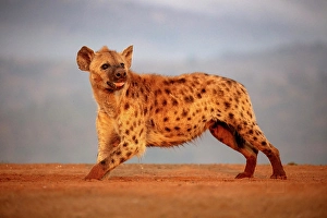 Natal Prints: Spotted hyena, Zimanga Private Game Reserve, Natal, South Africa