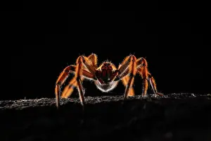 Spider Prints: Spotted-legged Banana Spider or Orange Wandering Spider (Cupiennius getazi)