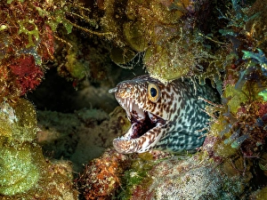 Eels Prints: Spotted Moray Eel (Gymnothorax moringa), Grand Cayman, Cayman Islands, British West Indies