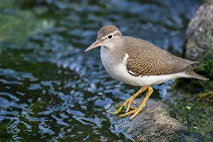 Close Ups Prints: Spotted sandpiper (Actitis macularius) Late summer plumage