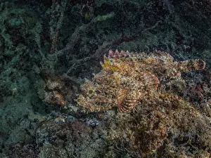 Wall Art Prints: Spotted Scorpionfish, (Scorpaena plumieri)