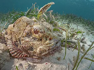 Scorpaenidae Prints: Spotted Scorpionfish (Scorpaena plumieri)