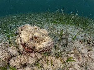 Shallow Ocean Scene Prints: Spotted Scorpionfish (Scorpaena plumieri)