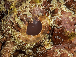 Reef Fish Prints: Spotted Scorpionfish (Scorpaena plumieri)