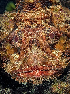 Reef Fish Prints: Spotted Scorpionfish (Scorpaena plumieri)