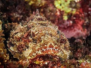 Reef Fish Prints: Spotted Scorpionfish (Scorpaena plumieri)