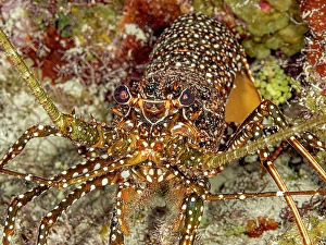 Invertebrate Prints: Spotted Spiny Lobster (Panulirus guttatus)