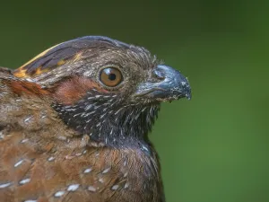 Copey District Prints: Spotted Wood-Quail (Odontophorus guttatus), Cartago Province, Copey District, Costa Rica
