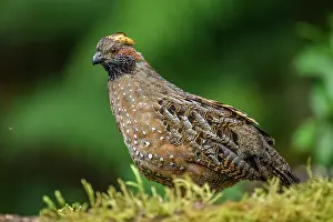 Foraging Prints: Spotted Wood-Quail (Odontophorus guttatus)