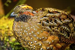 Foraging Prints: Spotted Wood-Quail (Odontophorus guttatus)