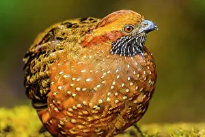 Foraging Prints: Spotted Wood-Quail (Odontophorus guttatus)
