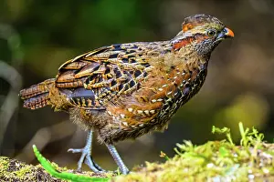 Foraging Prints: Spotted Wood-Quail (Odontophorus guttatus)