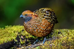 Foraging Prints: Spotted Wood-Quail (Odontophorus guttatus)